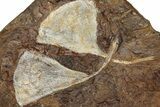 Three Paleocene Fossil Ginkgo Leaves - North Dakota #270203-2